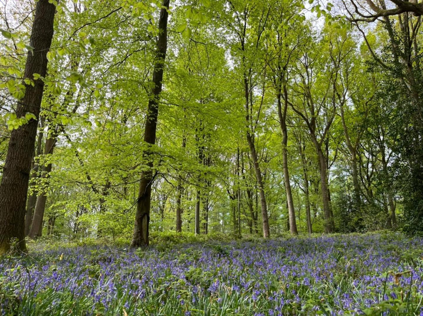 Landhaus Bluebell Ross-on-Wye